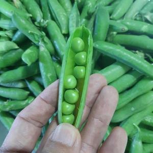 갤러리아 전북 고창 산지발송 노지 완두콩(껍질째) 2kg /25년햇완두콩