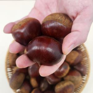 포슬포슬 달달한 부여 햇밤 (특) 500g / 간식