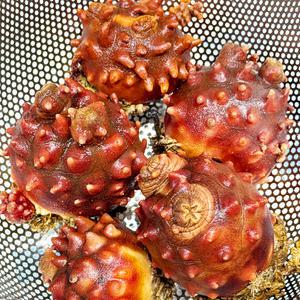 자연산 남해안 뿔멍게 1kg 3~5미 멍개