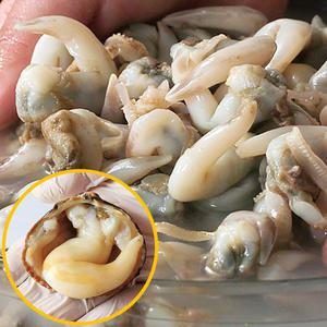 자연산 손질 새조개 1kg 최상급 순살 조개