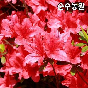 영산홍 묘목, 베니 키40cm (1단, 5개)/철쭉묘목/연산홍/꽃나무/조경수