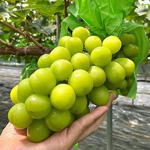 [후레쉬빌]고당도 샤인머스켓 1.5kg(3송이)