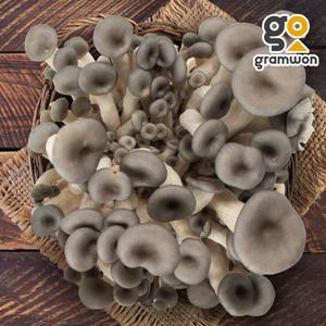 느타리버섯 2kg 대용량 국내산