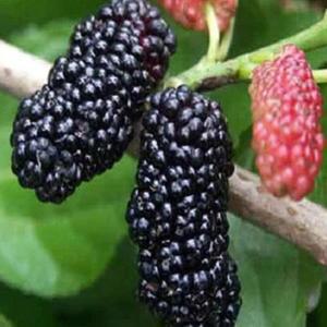 슈퍼오디 R3cm 결실주(분) 나무 묘목 1개/과실수