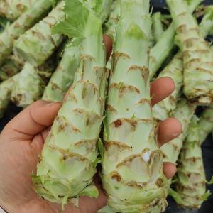 국산 생 궁채 1kg 궁채나물 줄기상추 뚱채