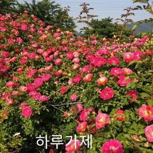 사계장미 넝쿨 하루가제 포트 분 키1.2m 1주 조경수 묘목 장미