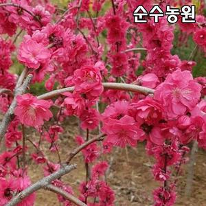 수양꽃복숭아나무 묘목, 적색꽃 실생3년 뿌리묘 1개/수양홍도화