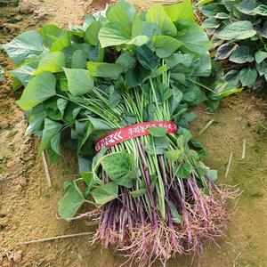 해남 꿀고구마 모종(베니하루카) 고구마순 싹 줄기 5g 10kg