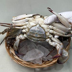 연평도 활 암 꽃게 2kg 8-12미 생물꽃게 햇꽃게 활꽃게 알배기꽃게 연평도꽃게 생물암꽃게 봄꽃게 알꽃게