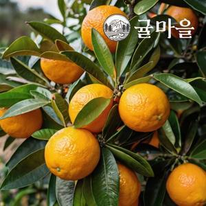 귤마을 제주 황금빛 노지 한라봉 10kg 과수랜덤