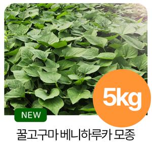 해남농장 꿀고구마모종 일반순 5kg 예약판매