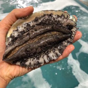 국산 완도 활전복 특대 8~9미 1kg 전복 /산소포장/손질용 솔 포함