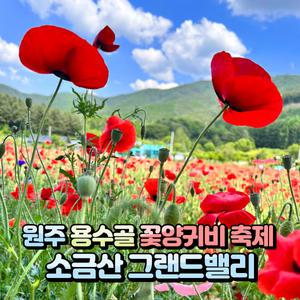 [강원] 원주 용수골 꽃양귀비축제+소금산 그랜드밸리(출렁다리/잔도길/스카이타워) 당일여행 / 서울경기出