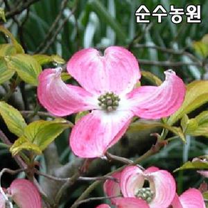 미꽃산딸나무 묘목, 썬세트(적색꽃,무늬잎) 접목1년 뿌리묘 1개/꽃나무/정원수