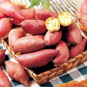 [푸르젠] 24년산 꿀밤고구마 10kg(한입) - 30∼50g