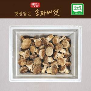[기타][3+1] 햇담송화버섯 가정형 500g 1kg 농협에 납품하는 무농약 이천 햇살가득담은 송고버섯