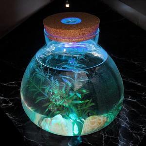 [BZJL3JDF_4C]게더릭 키우기 LED 코르크 유리병 (15x16cm)