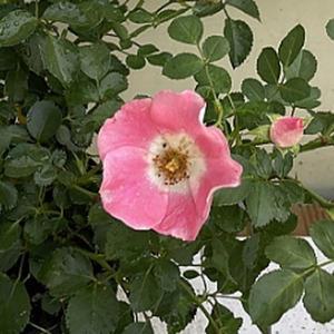 모종/찔레장미 웨딩찔레  9cm포트 2개셋트 노지월동 다년생   PP296