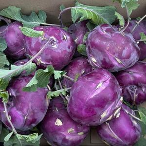 콜라비 10KG 콜라비 양배추 순무 야채 채소