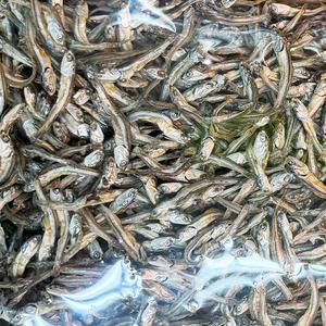 [신선] 남해 가이리멸치(특) 1.5kg
