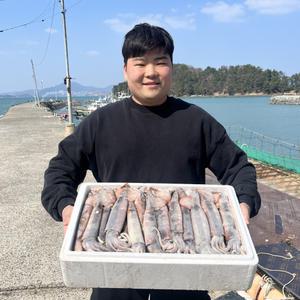 국내산 특대 선동 급랭 초코 오징어 1kg 2-3미