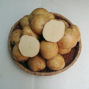 맛있는 수입감자 왕특 10kg 호주산