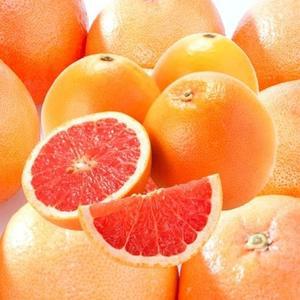 레드자몽 포멜로 메로골드 청자몽 포멜로과일 요우즈