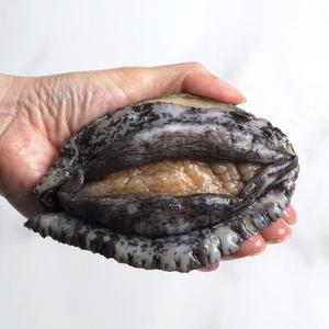 완도사랑 활전복 1kg 7~8미 국내산 완도산