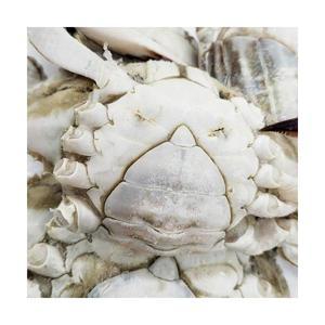 급냉 알배기 몽당 암꽃게 1kg