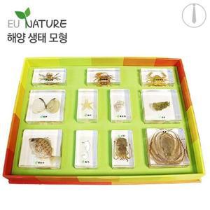 [RGPM7319]자연관찰교구 해양생태모형 장난감교구