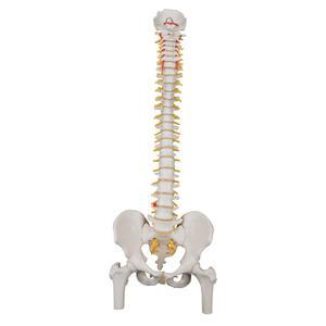 -3B Scientific 인체모형 척추모형 A58/2 대퇴골두 포함