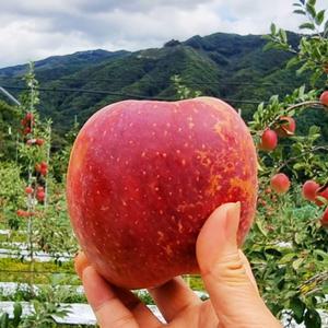 문경 부사 사과 5kg 못난이 흠과 당도선별 산지 가정용