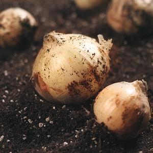 25년 햇양파 5kg(중/소 혼합)