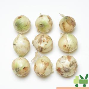 양파 (3등) 5kg 장아찌용