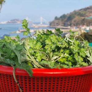 [산지직송] 25년 제철 무농약 거문도 해풍쑥 2kg