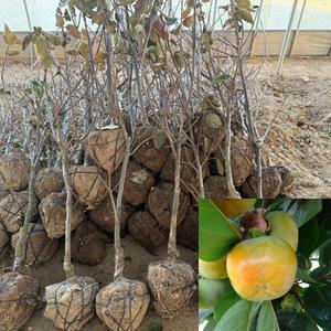 태추 단감나무 묘목 (결실주) R3 분묘 감묘목 태추묘목 과수 유실수