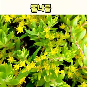 돌나물(3치 포트) 야생화모종/전국노지월동