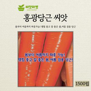 KS종묘 홍광당근 씨앗 1500립 봄부터 여름까지 파종가능한 우수 품종