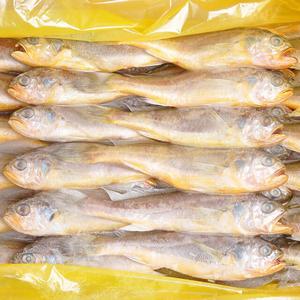 냉동 조기 참조기 3.5kg 내외 40~52마리 내외