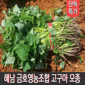 금호영농조합 종자업등록 해남고구마순 꿀고구마모종 호박 밤 자색 3kg