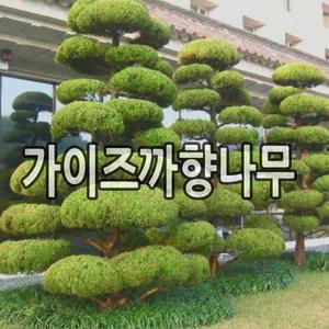 가이즈까향나무 묘목 삽목2년 10주묶음