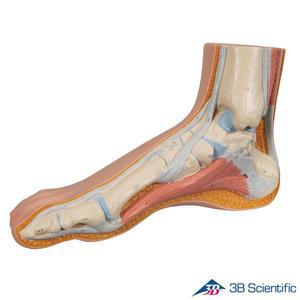 [종로의료기]3B Scientific 인체해부모형 발모형 M30 정상발의 골격 근육 인대