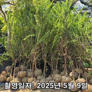 대왕앵두 / 왕앵두나무 / 3~4년생 / 결실주