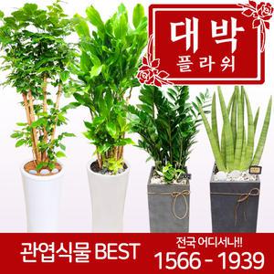 BEST 관엽식물 개업화분 집들이선물 대형화분 축하선물 전국당일꽃배달서비스