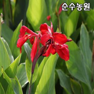 물칸나 모종 화분/색상랜덤/수생식물/다년초