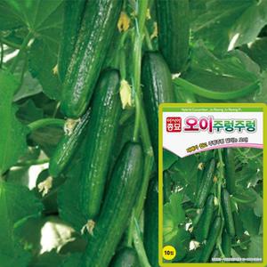오이주렁주렁 씨앗 10립 하우스 전용 생식용 오이씨 종자