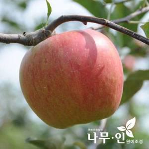 [기타][나무인]사과나무 묘목  품종선택