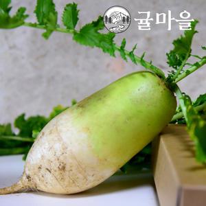 귤마을 아삭 달큰한 국내산 무우 5kg내외