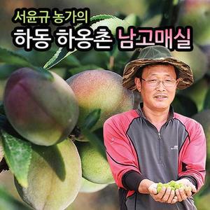 [6월20일부터출고] 하동 맑은물농원 홍매실(남고매실) 왕특 10kg