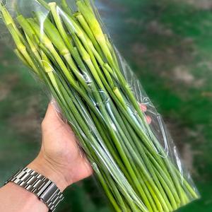 [기타]국내산 남해 해풍맞은 마늘쫑 500g 손질된 마늘종 제철 봄나물 건강식 남해마늘 장아찌